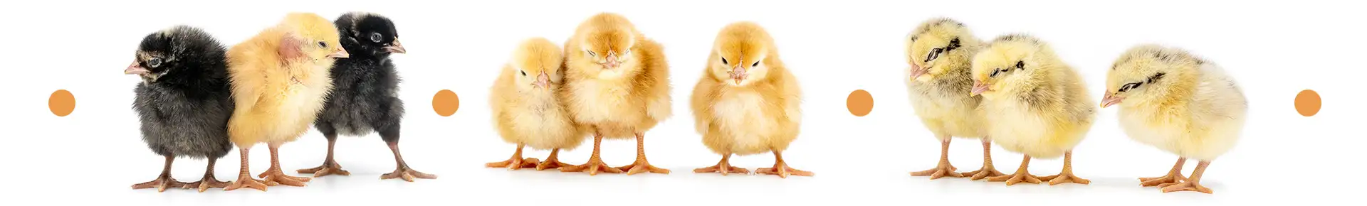 Naposcsibék | Pui de o zi | Day-old chicks Shaver-farm.ro - Naposcsibék | Pui de o zi | Day-old chicks